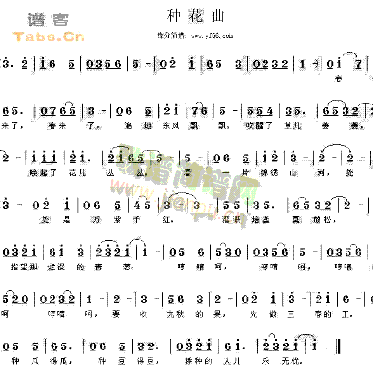 雏菊花简谱_雏菊花图片(3)